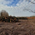 QUI C’ERA UN BOSCO!… A PROPOSITO DELLA “RIFORESTAZIONE URBANA” DELLA GIUNTA CASTELLETTI